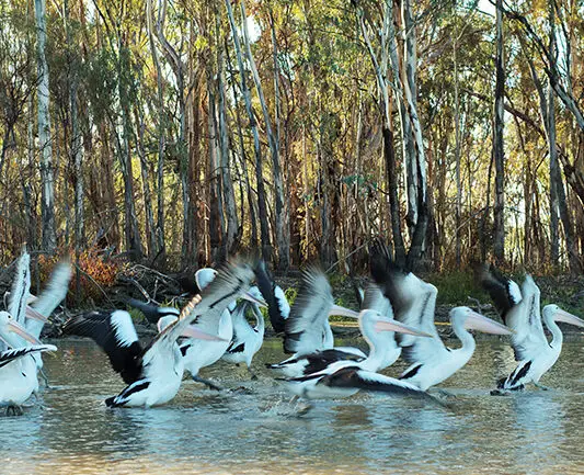 Pelicans - What to do on the Murray