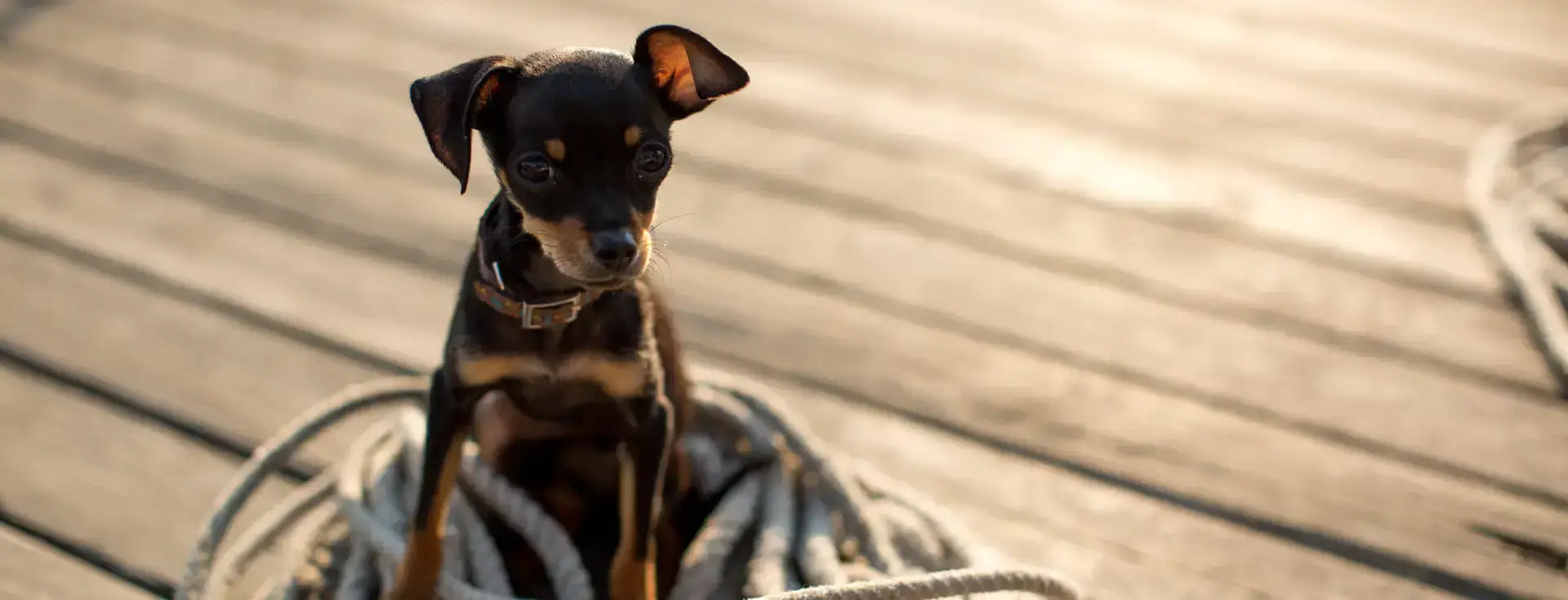 Houseboating with Pets